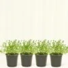 Thyme, 4 Pack 1 Thyme, 4 Pack -Home Living Store THYME 4PACK