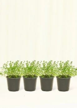 Thyme, 4 Pack