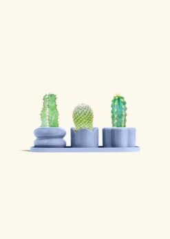 Baby Cactus Trio -Home Living Store TRIO BLUE BABY CACTUS bckgrnd cream 1 1