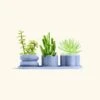 Mini Planter Trio, Cornflower -Home Living Store TRIO BLUE BABY DESERT bckgrnd cream