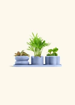 Baby Jungle Trio -Home Living Store TRIO BLUE BABY PET bckgrnd cream 1 1