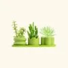 Mini Planter Trio, Lime