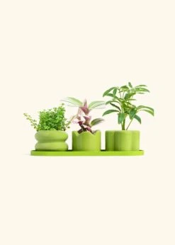 Mini Planter Trio, Lime 18 Mini Planter Trio, Lime -Home Living Store TRIO LIME BABY HIGHLIGHT bckgrnd cream 1