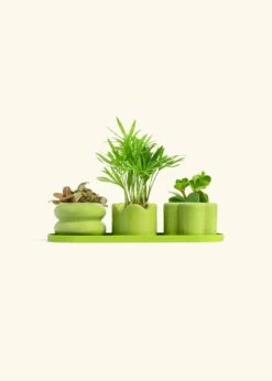Baby Pet-Friendly Trio -Home Living Store TRIO LIME BABY PET bckgrnd cream 1 1