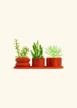 Baby Succulent Trio -Home Living Store TRIO RED BABY DESERT bckgrnd cream 17961533 c5c9 4fb0 9e12 6a93f7e8da59