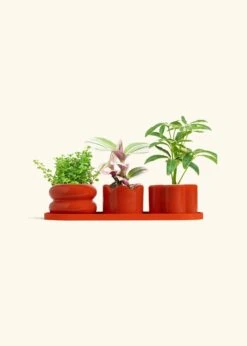 Mini Planter Trio, Poppy -Home Living Store TRIO RED BABY HIGHLIGHT bckgrnd cream 1 1