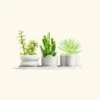 Mini Planter Trio, Oat