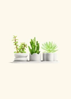 Baby Succulent Trio -Home Living Store TRIO WHITE BABY DESERT bckgrnd cream af303dd2 4a50 430e 8200 2b6a20a839ab