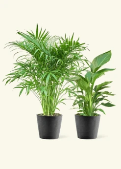 Tropical Duo -Home Living Store TropicalDuo Black