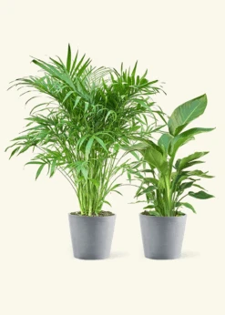 Tropical Duo -Home Living Store TropicalDuo Grey
