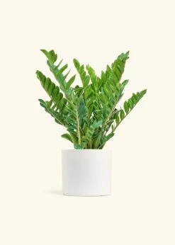 ZZ Plant, XL -Home Living Store ZZ PLANT 10 CLASSIC WHITE 10 bckgrnd cream