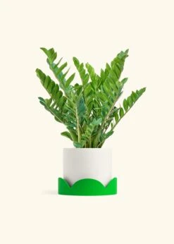 ZZ Plant, XL -Home Living Store ZZ PLANT 10 CLASSIC WHITE TRAY GREEN 10 bckgrnd cream