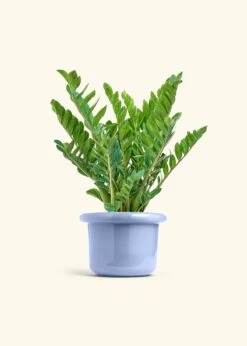 ZZ Plant, XL -Home Living Store ZZ PLANT 10 FATLIP BLUE 10 bckgrnd cream