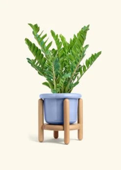 ZZ Plant, XL -Home Living Store ZZ PLANT 10 FATLIP BLUE STAND 10 bckgrnd cream