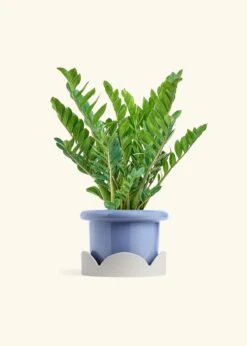 ZZ Plant, XL -Home Living Store ZZ PLANT 10 FATLIP BLUE TRAY BEIGE 10 bckgrnd cream