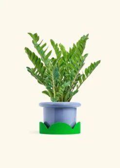 ZZ Plant, XL -Home Living Store ZZ PLANT 10 FATLIP BLUE TRAY GREEN 10 bckgrnd cream