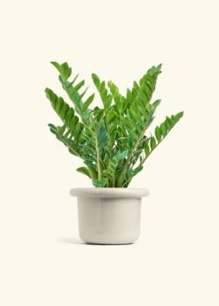 ZZ Plant, XL -Home Living Store ZZ PLANT 10 FATLIP OAT 10 bckgrnd cream