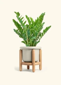 ZZ Plant, XL -Home Living Store ZZ PLANT 10 FATLIP OAT STAND 10 bckgrnd cream