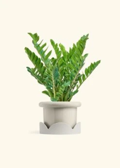 ZZ Plant, XL -Home Living Store ZZ PLANT 10 FATLIP OAT TRAY BEIGE 10 bckgrnd cream