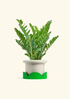 ZZ Plant, XL -Home Living Store ZZ PLANT 10 FATLIP OAT TRAY GREEN 10 bckgrnd cream