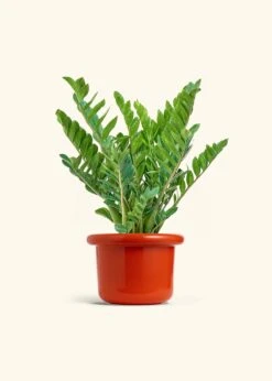 ZZ Plant, XL -Home Living Store ZZ PLANT 10 FATLIP RED 10 bckgrnd cream