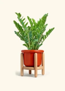 ZZ Plant, XL -Home Living Store ZZ PLANT 10 FATLIP RED STAND 10 bckgrnd cream