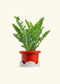 ZZ Plant, XL -Home Living Store ZZ PLANT 10 FATLIP RED TRAY BEIGE 10 bckgrnd cream
