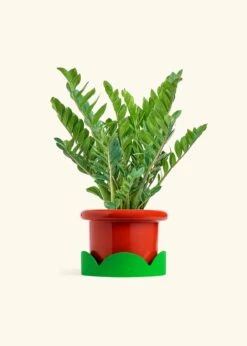 ZZ Plant, XL -Home Living Store ZZ PLANT 10 FATLIP RED TRAY GREEN 10 bckgrnd cream