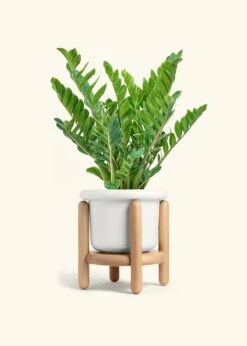 ZZ Plant, XL -Home Living Store ZZ PLANT 10 FATLIP WHITE STAND 10 bckgrnd cream