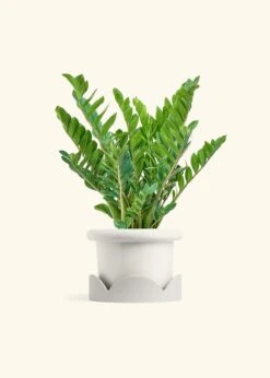 ZZ Plant, XL -Home Living Store ZZ PLANT 10 FATLIP WHITE TRAY BEIGE 10 bckgrnd cream