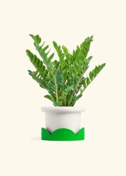 ZZ Plant, XL -Home Living Store ZZ PLANT 10 FATLIP WHITE TRAY GREEN 10 bckgrnd cream