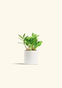 ZZ Plant, Small -Home Living Store ZZ PLANT 4 CLASSIC WHITE 4 bckgrnd cream 222c6b86 0430 4d57 9a3f c2e706bcd022