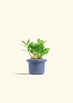 ZZ Plant, Small -Home Living Store ZZ PLANT 4 FATLIP BLUE 4 bckgrnd cream 5f21ccf2 f6a5 4b2c bbf1 a1dee7d7608c