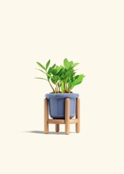 ZZ Plant, Small -Home Living Store ZZ PLANT 4 FATLIP BLUE STAND 4 bckgrnd cream 412078a5 8048 4474 afb4 f648f8e64f22