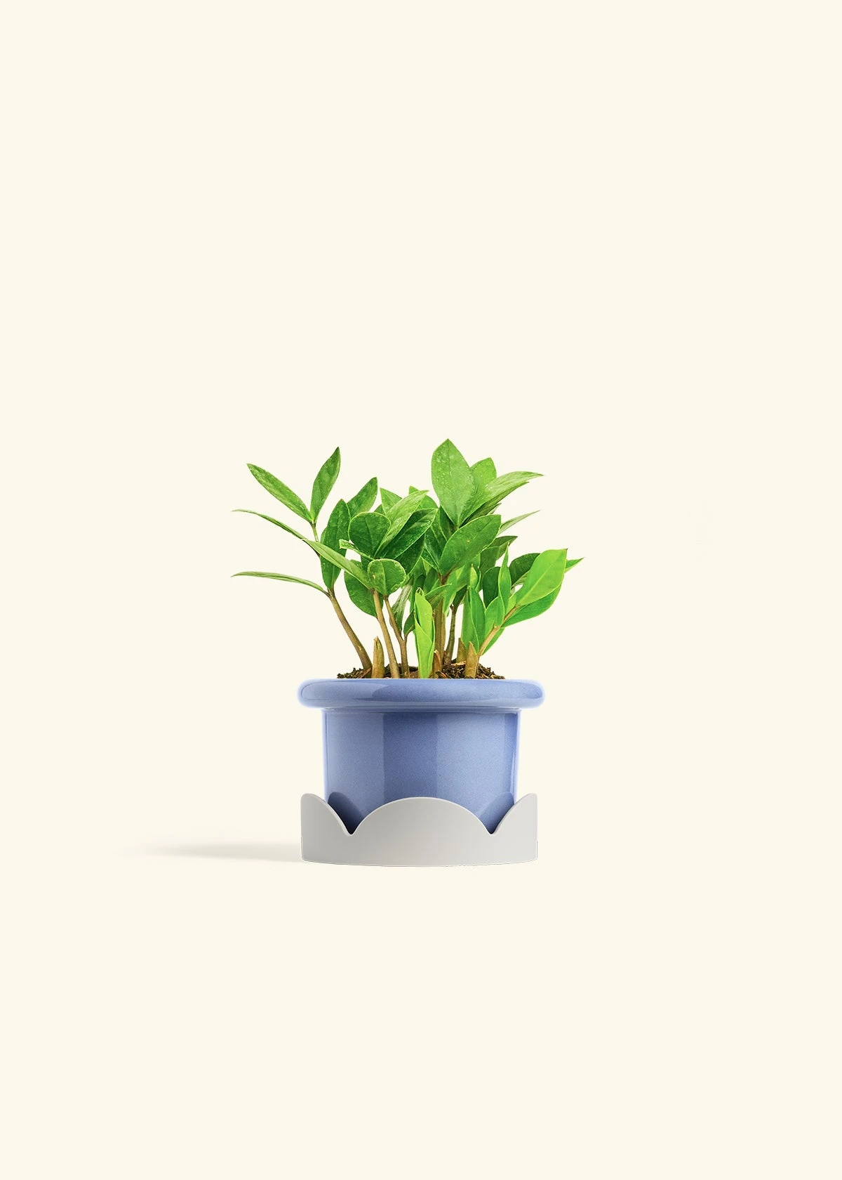 ZZ Plant, Small - Image 10