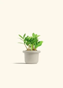 ZZ Plant, Small -Home Living Store ZZ PLANT 4 FATLIP OAT 4 bckgrnd cream d5c42d27 c3ab 42e9 8b89 79516cb773ea