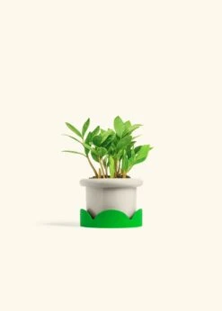 ZZ Plant, Small -Home Living Store ZZ PLANT 4 FATLIP OAT TRAY GREEN 4 bckgrnd cream e2fc6616 a451 497a b008 8aa3c66c1d13