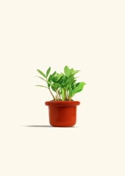 ZZ Plant, Small -Home Living Store ZZ PLANT 4 FATLIP RED 4 bckgrnd cream 1f851a81 e951 432a a1e0 a089c7141ba1