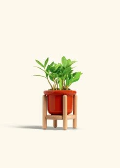 ZZ Plant, Small -Home Living Store ZZ PLANT 4 FATLIP RED STAND 4 bckgrnd cream baf83f92 ca99 4aab bac5 4ab0edc34711