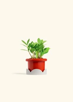 ZZ Plant, Small -Home Living Store ZZ PLANT 4 FATLIP RED TRAY BEIGE 4 bckgrnd cream de51a30e 5080 420d 8cde 7869668b1513