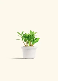 ZZ Plant, Small -Home Living Store ZZ PLANT 4 FATLIP WHITE 4 bckgrnd cream 81edb5c3 6bdd 4914 9b4c 8eddccab99d3