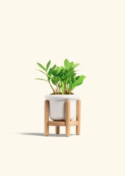 ZZ Plant, Small -Home Living Store ZZ PLANT 4 FATLIP WHITE STAND 4 bckgrnd cream 65bbdf5f 2cc3 4338 931c 01f8a27c53ba