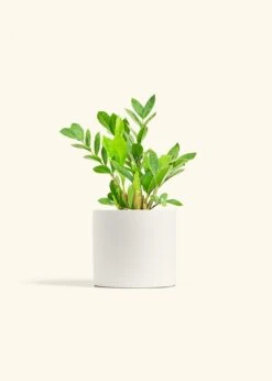 ZZ Plant, Medium -Home Living Store ZZ PLANT 6 CLASSIC WHITE 6 bckgrnd Cream