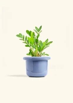 ZZ Plant, Medium -Home Living Store ZZ PLANT 6 FATLIP BLUE 6 bckgrnd Cream