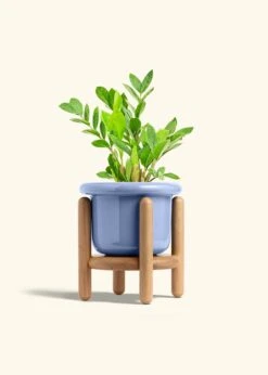 ZZ Plant, Medium -Home Living Store ZZ PLANT 6 FATLIP BLUE STAND 6 bckgrnd Cream