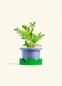 ZZ Plant, Medium -Home Living Store ZZ PLANT 6 FATLIP BLUE TRAY GREEN 6 bckgrnd Cream