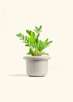 ZZ Plant, Medium -Home Living Store ZZ PLANT 6 FATLIP OAT 6 bckgrnd Cream