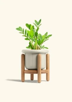 ZZ Plant, Medium -Home Living Store ZZ PLANT 6 FATLIP OAT STAND 6 bckgrnd Cream