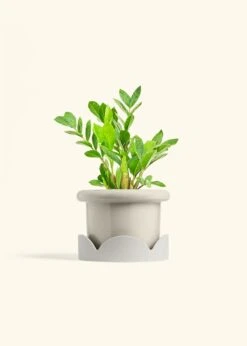 ZZ Plant, Medium -Home Living Store ZZ PLANT 6 FATLIP OAT TRAY BEIGE 6 bckgrnd Cream