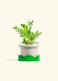 ZZ Plant, Medium -Home Living Store ZZ PLANT 6 FATLIP OAT TRAY GREEN 6 bckgrnd Cream
